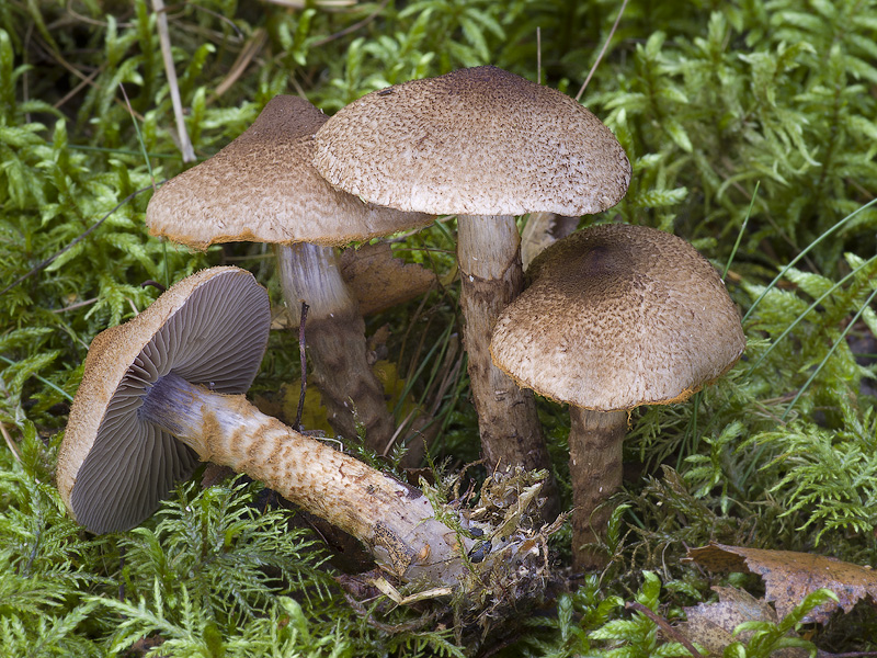 Cortinarius pholideus